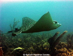 This humongous Eagle Ray passed by me while I was conduct... by Baruch Figueroa-Zavala 